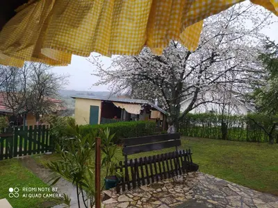 a park bench under an umbrella with a tree at KosMaj Dan Belgrade, Sopot in Belgrade
