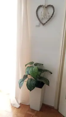 a plant in a white pot next to a window at Apartment MrC , FREE PARKING in Bežanija