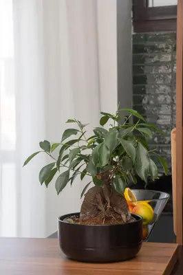 a potted plant sitting on a wooden table at Artisan's Dwelling in Belgrade