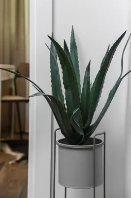 a green plant in a black and white pot at Apartment GREEN in Belgrade