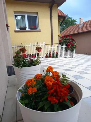 two white pots filled with flowers in front of a house at LEDA Apartmani in Smederevo
