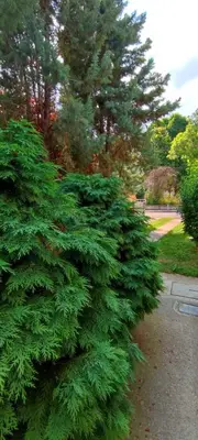 a large green pine tree in a park at Apartman Green Garden Aranđelovac in Arandjelovac