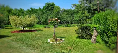 a garden with two trees and flowers in the grass at Gajica konak-Orasac in Arandjelovac