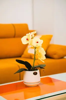 a white vase with white flowers on a table at Golden Place Belgrade in Belgrade