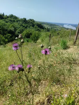 a field with purple flowers in the grass at Vila Banda in Sremski Karlovci