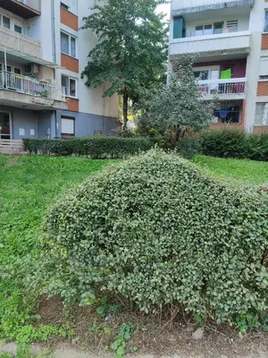 a large green bush in front of a building at Apartment Miljakovac in Belgrade