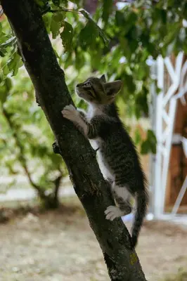 a kitten sitting on top of a tree branch at Kućerak Sofija in Čortanovci