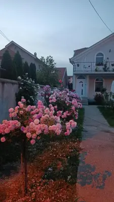a bunch of pink roses in front of a house at MARIJA sa besplatnim parkingom in Novi Beograd