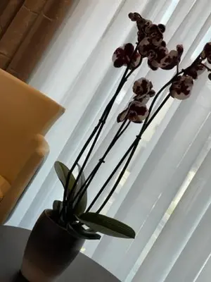 a plant in a vase on a table next to a window at Perla Lux apartmani in Inđija
