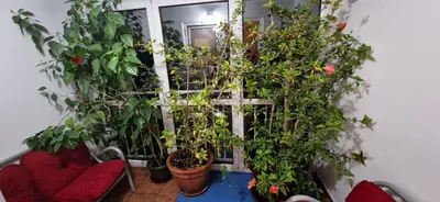 a room with a bunch of plants and a window at Julija 3 in Pančevo