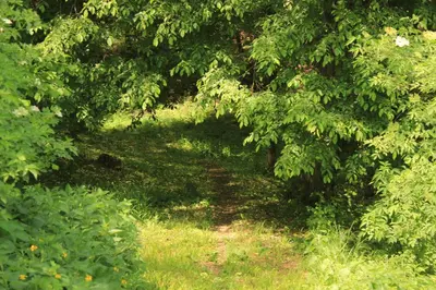 a path through a forest with trees and grass at Buzzing Retreat in Velika Remeta