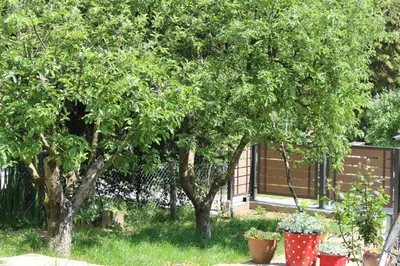 a group of trees in a yard with plants at Buzzing Retreat in Velika Remeta