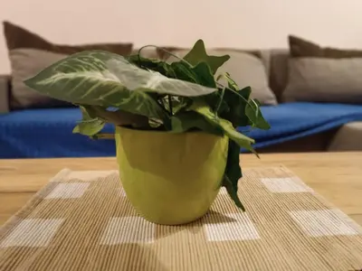 a green potted plant sitting on a table at Stella Apartment in Karaburma