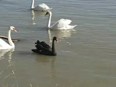 a group of swans swimming in the water at Katera in Belgrade