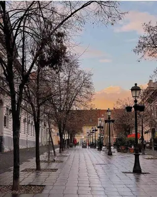 a street with trees and street lights on a sidewalk at Katera in Belgrade