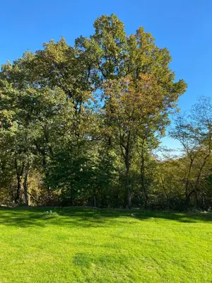 a group of trees in a field with green grass at Kućica u šumici in Stojnik