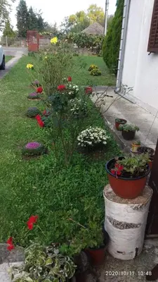a garden with flowers and plants in a yard at Vojin Meljak in Meljak