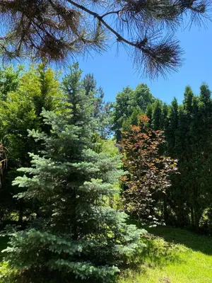 a pine tree in a field with trees in the background at Brvnara oaza mira - Devojacki bunar in Alibunar