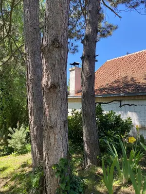 two trees in front of a house at Brvnara oaza mira - Devojacki bunar in Alibunar