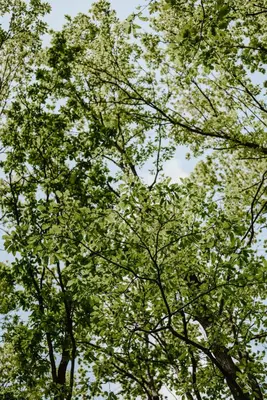 a tree with green leaves on top of it at Studio Žbun - Kuća na Avali in Pavi°evac