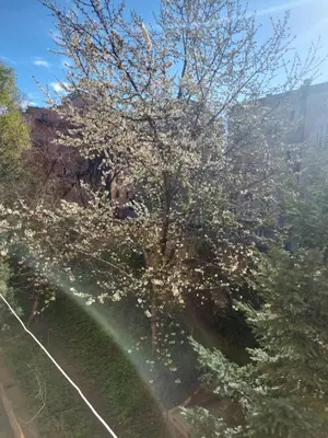 a tree with white flowers on it with a rainbow at Dalmatinska apartment in Belgrade