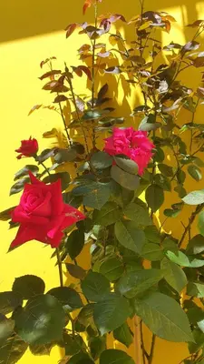 a group of red roses in front of a yellow wall at HEART OF BELGRADE cozy LUX APARTMENT in Belgrade