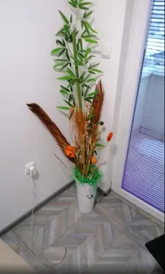 a potted plant sitting on the corner of a room at YOUR home in Belgrade