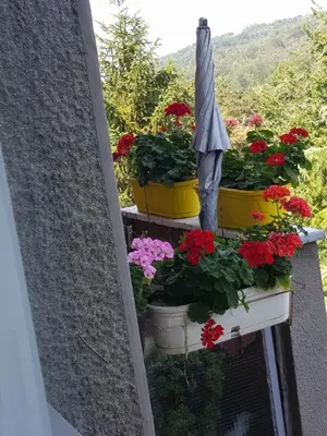 a balcony with geraniums and flowers in buckets at NeraBella Apartment in Belgrade