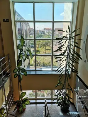 a room with a large window and two plants at Hotel Elegance in Belgrade