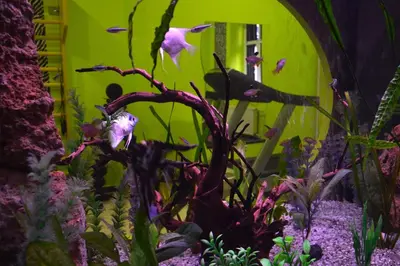 a fish tank with a bird sitting on a branch at Belgrade City Hotel in Belgrade