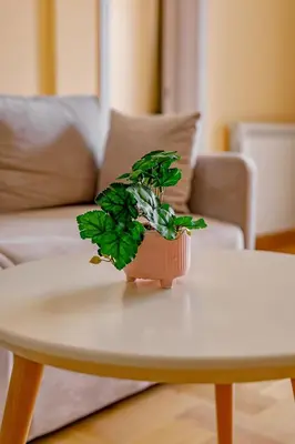 a potted plant sitting on top of a coffee table at Hotel AirStar in Surčin